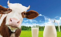 Süt Verimini Etkileyen Faktörler