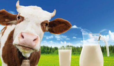Süt Verimini Etkileyen Faktörler