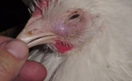 Tavuk hastalıkları nedenleri korunma prensipleri