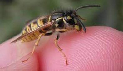 Arı Allerjisi: Tanı ve Tedavi