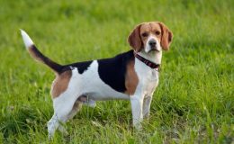 Beagle