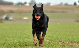 Beauceron