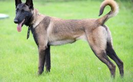 Belçika Malinois