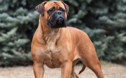 Bullmastiff