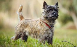 Cairn Terrier