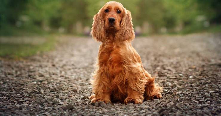 English Cocker Spaniel