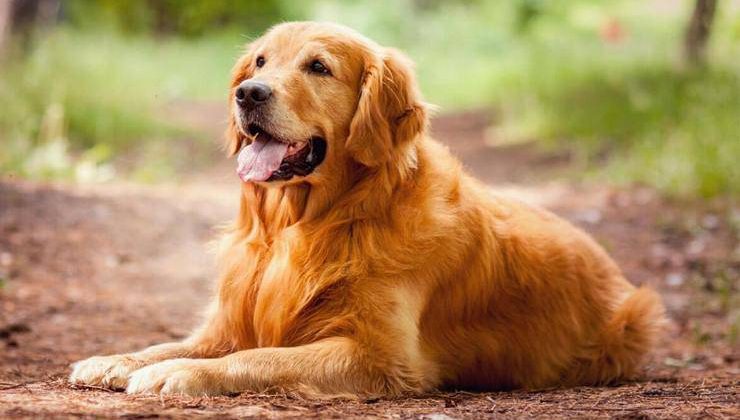 Golden Retriever