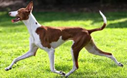 Ibizan Hound