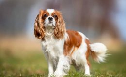 King Charles Spaniel