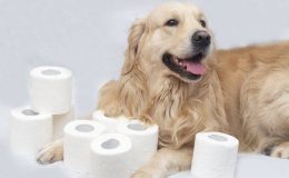 Köpeğime Tuvalet Eğitimi Nasıl Verebilirim?