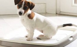 Köpeğime Tuvalet Eğitimi Nasıl Verebilirim?