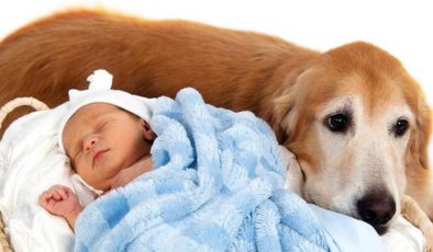 Köpek ve Bebek…Beş Soru, Beş Cevap