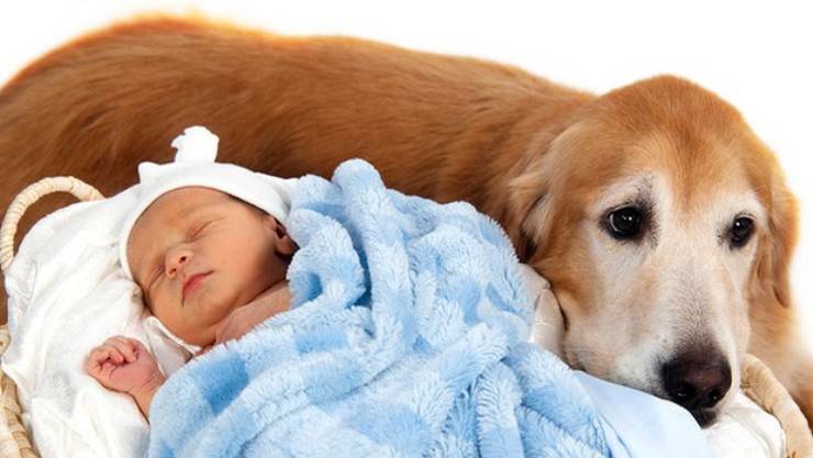 Köpek ve Bebek…Beş Soru, Beş Cevap