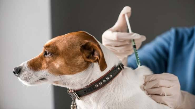 Köpeklerde Aşı Programı Nasıldır ? Hangi Haftalarda Yapılır ! Hangi Aşılar Kullanılır?