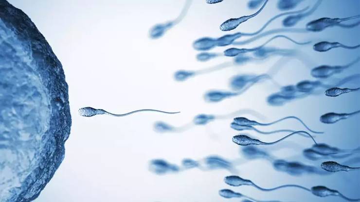 Sarımsak ve Sperm Hareketliliği