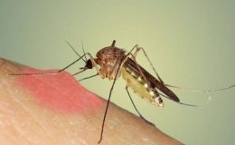 Sivrisinek Nasıl Bir Hayvandır?