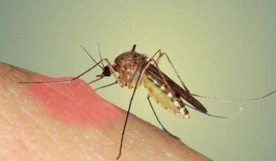 Sivrisinek Nasıl Bir Hayvandır?