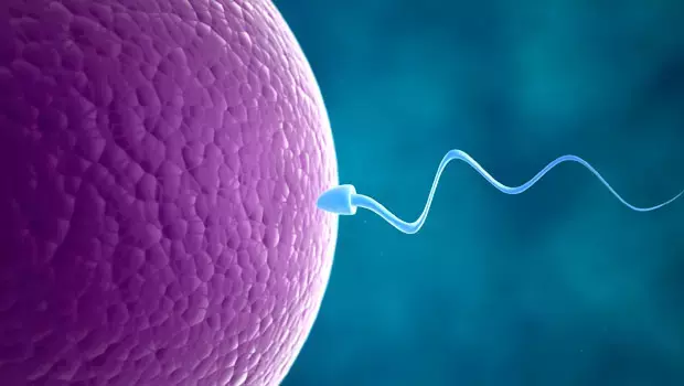 Sperm Hakkında Yeni Bilgiler