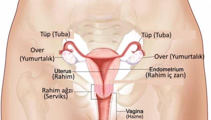 Vajina Nedir ? Vajinanın Yapısı Nasıldır?