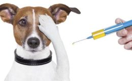 Yavru Köpek Aşı Takvimi
