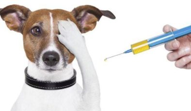 Yavru Köpek Aşı Takvimi