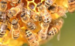 Kansere karşı “arı zehri” önerisi