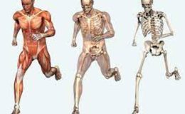 Anatomi (Canlıların Vücut Yapısı İnceleme Bilimi)