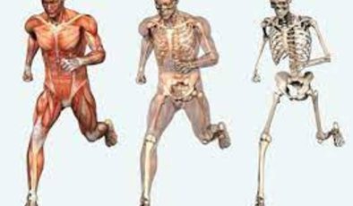 Anatomi (Canlıların Vücut Yapısı İnceleme Bilimi)