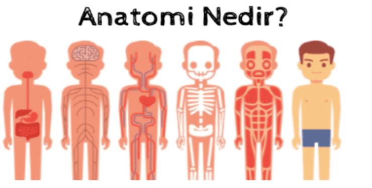 Anatominin inceleme alanına giren vücut yapıları nelerdir?