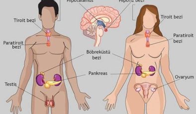 Endokrin Sistem İlaçları