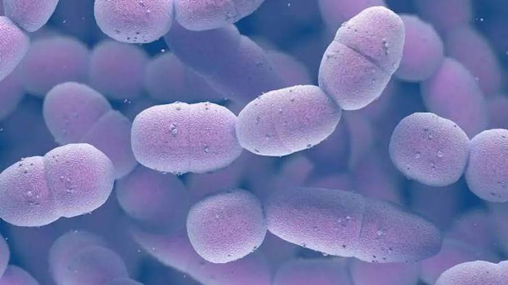 Hamilelikte oluşan Gbs bakterisi nedir ve etkileri nelerdir?