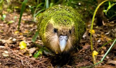 Kakapo (Baykuş Papağanı)