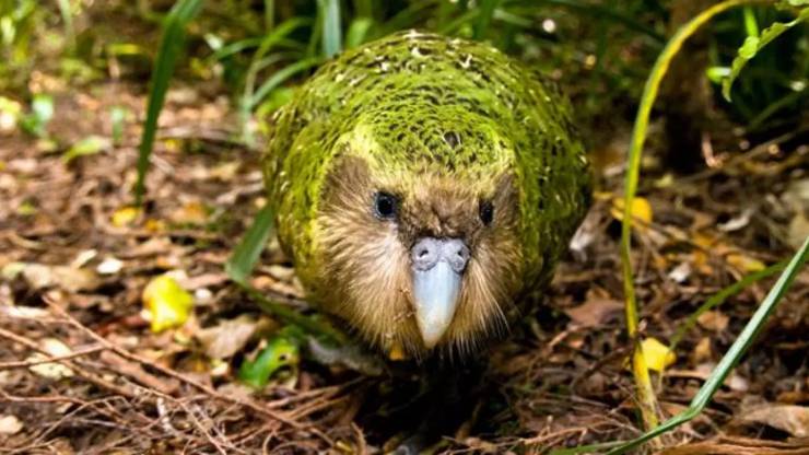 Kakapo (Baykuş Papağanı)