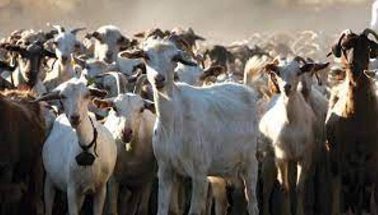 Türkiye’ de keçi yetiştiriciliğinin genel durumu