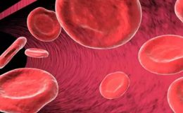 Kan Hücreleri ve Özellikleri