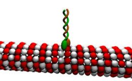 Moleküler Motor