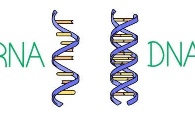 Nükleik Asitler, DNA ve RNA