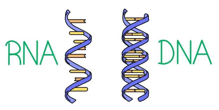 Nükleik Asitler, DNA ve RNA