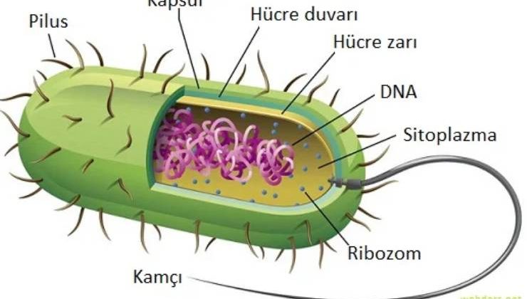Prokaryot (İlkel) Hücreler