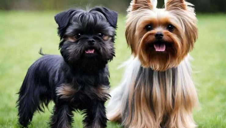 Affenpinscher