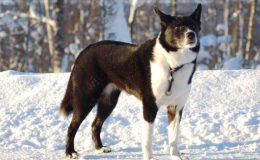 Karelya Ayı Köpeği