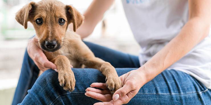 Köpeğiniz için Pratik Bilgiler !