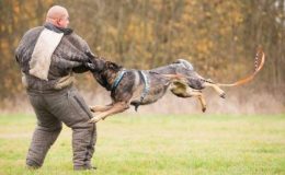 Köpeklerde Bodyguard Eğitimi