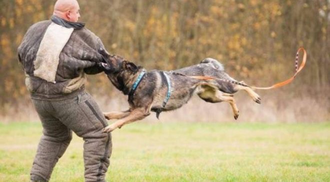 Köpeklerde Bodyguard Eğitimi