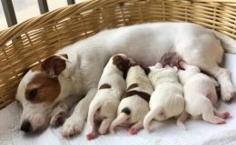Köpekte Doğum Vaktini Anlamak