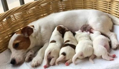 Köpekte Doğum Vaktini Anlamak