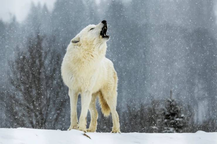 Kutup Kurdu (Canis lupus arctos) - KozanBilgi.Net