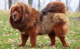 Tibetan Mastiff