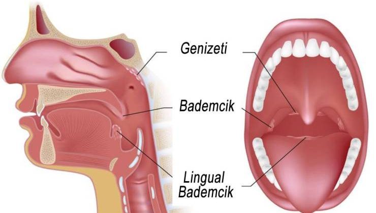 Bademcik ve Genizeti