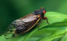 Ağustosböceği (Sayı Sayan Böcek)